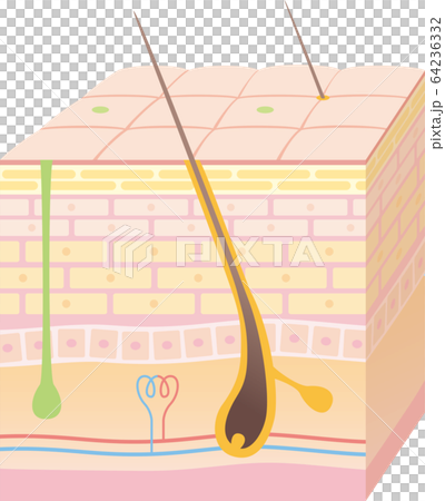 皮膚的3D剖面圖。在毛孔和汗腺周圍。 皮膚的3D剖面圖。在毛孔和汗腺周圍。 64236332