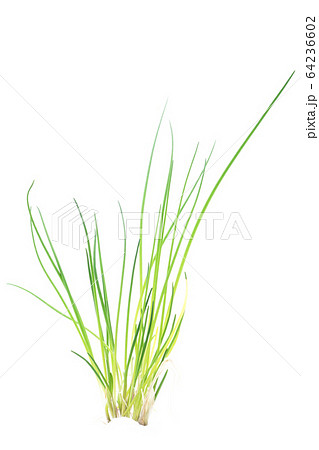 チャイブ 64236602