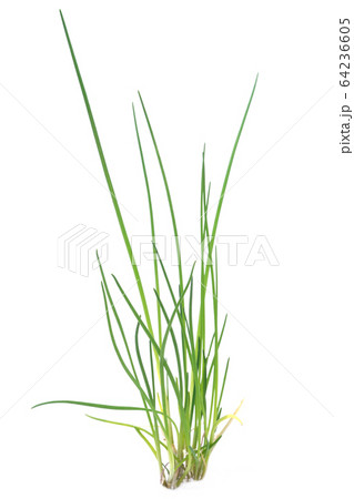 チャイブ チャイブ 64236605