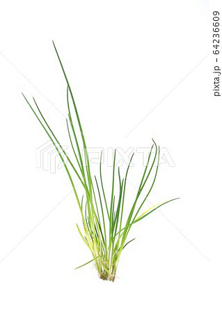 チャイブ 64236609