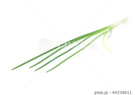 チャイブ 64236611