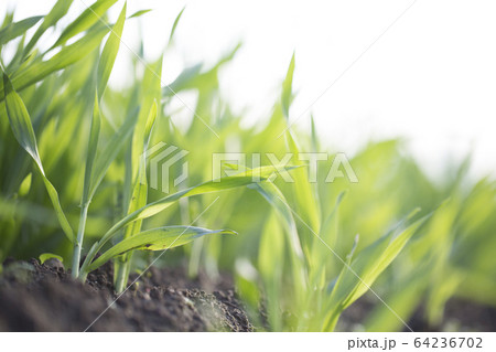 大麦若葉の畑 大麦若葉の畑 64236702