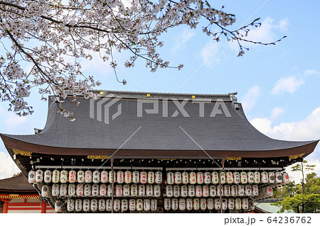 八坂神社の桜 八坂神社の桜 64236762