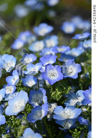 ネモフィラ 64236846