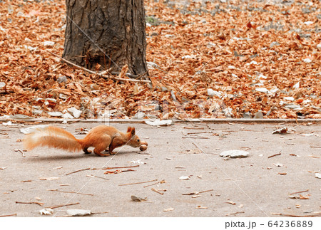 An orange squirrel with a magnificent tail 64236889