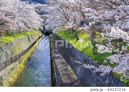 琵琶湖疎水 桜 琵琶湖疎水 桜 64237216