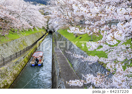琵琶湖疎水　桜 64237220