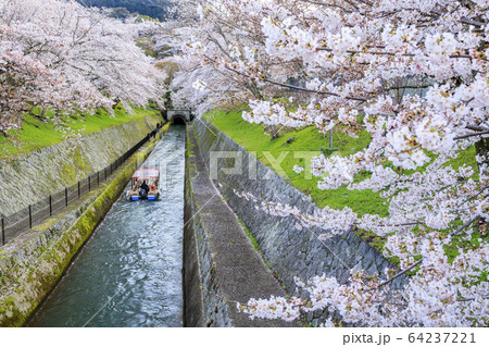 琵琶湖疎水 桜 琵琶湖疎水 桜 64237221