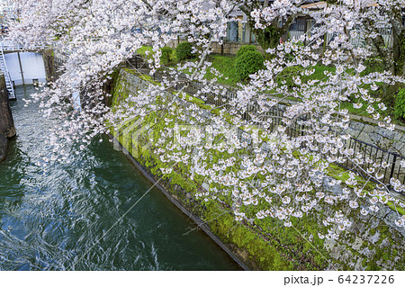 琵琶湖疎水　桜 64237226