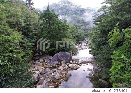 マイナスイオン森林浴＠屋久島 64238401