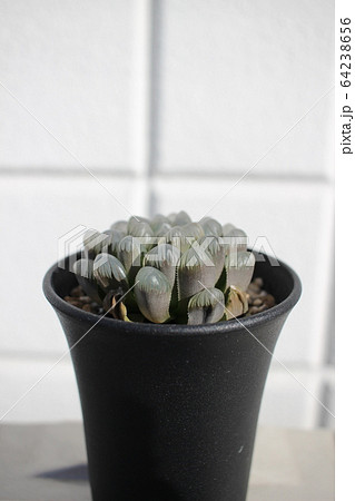 多肉植物 ドドソン紫クーペリー オブツーサ ハオルシアの写真素材