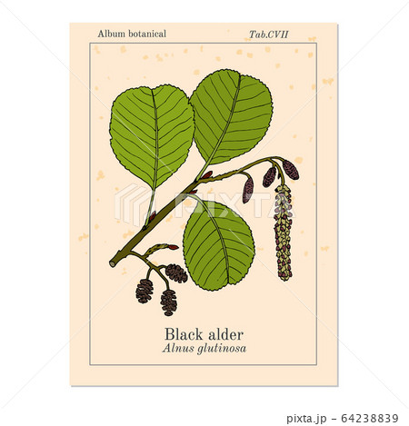 Black or European alder Alnus glutinosa , medicinal plant Black or European alder Alnus glutinosa , medicinal plant 64238839