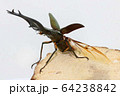 エラフスホソアカクワガタ　飛び立つ刹那 64238842