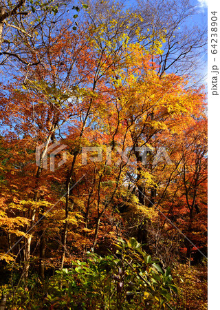 御殿場　秩父宮記念公園の紅葉 64238904