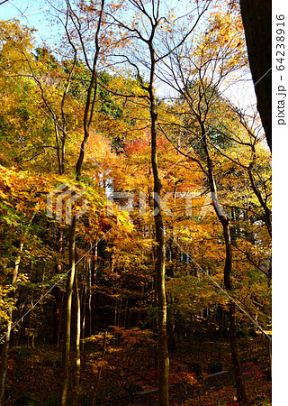 御殿場 秩父宮記念公園の紅葉の写真素材