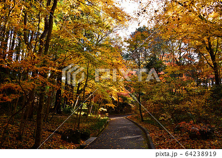 御殿場 秩父宮記念公園の紅葉 御殿場 秩父宮記念公園の紅葉 64238919