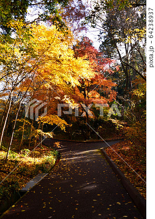 御殿場　秩父宮記念公園の紅葉 64238937