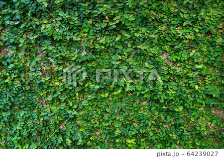 The decor of the courtyard. Mill overgrown with The decor of the courtyard. Mill overgrown with 64239027