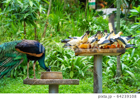 Peacock and pigeons eat from a bird feeder in a 64239108