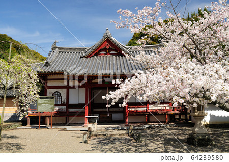 西国第三番札所　粉河寺童男堂のさくら 64239580