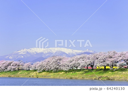 桜と蔵王 64240130