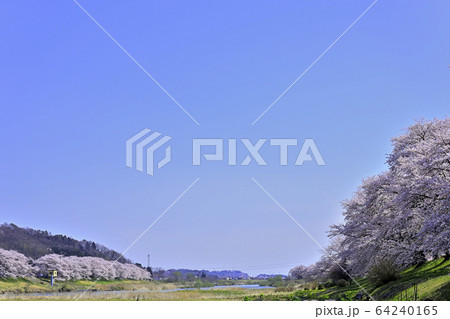 桜と蔵王 64240165