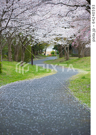 桜並木 桜並木 64240593
