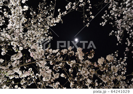 夜桜 64241029