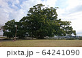 寂心さんの楠 64241090