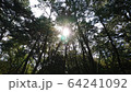 木漏れ日 64241092