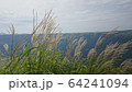 ススキ 64241094