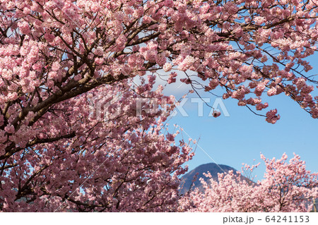 春めき桜 春めき桜 64241153