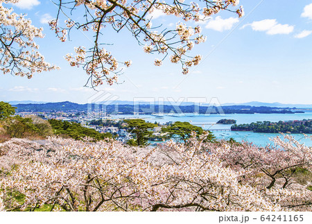 松島 西行戻しの松 桜 松島 西行戻しの松 桜 64241165