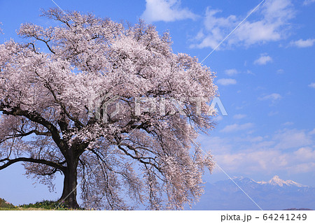 わに塚の桜 わに塚の桜 64241249