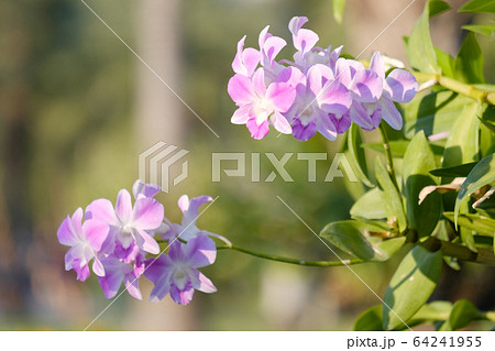 bouquet of beautiful orchid flowers in evening bouquet of beautiful orchid flowers in evening 64241955