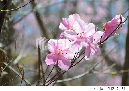 満開のアカヤシオ（篭山･鳥居峠／群馬県前橋市） 64242181