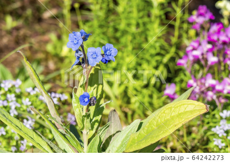 シナワスレナグサ 64242273