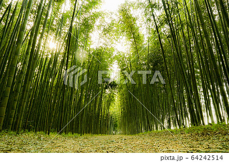 竹林の小道 64242514