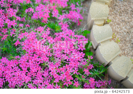 芝桜5235 芝桜5235 64242573