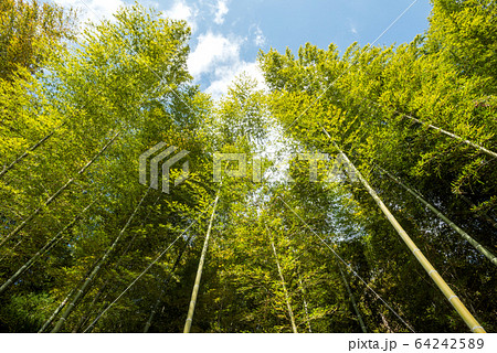 青空の下の竹林 64242589