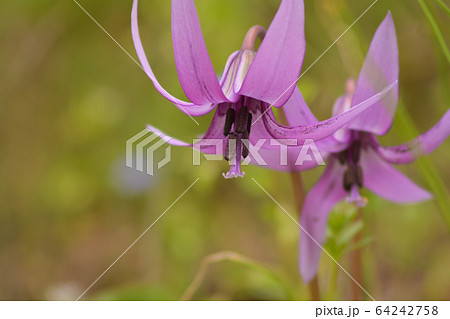 カタクリの花 64242758