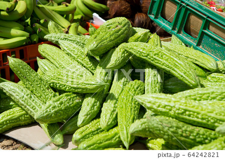Fresh bitter melon or gourd Fresh bitter melon or gourd 64242821