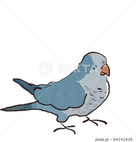 オキナインコのイラスト素材