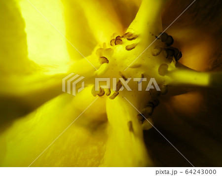 selective focus closeup picture of yellow Bell pepper seed inside of it. 64243000