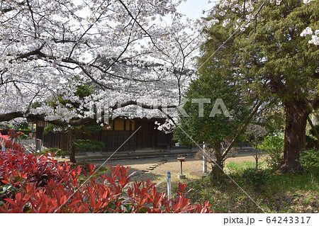 桜と古民家　旧和田家　茅ヶ崎市 64243317