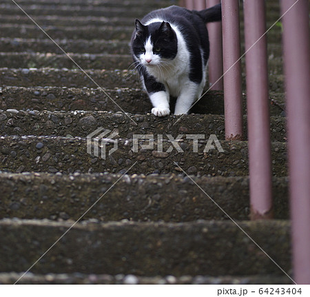階段と猫 階段と猫 64243404