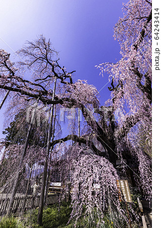 (山梨県)慈雲寺のイトザクラ (山梨県)慈雲寺のイトザクラ 64243414