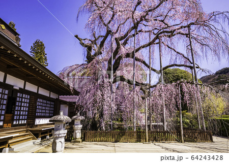 （山梨県）慈雲寺のイトザクラ 64243428