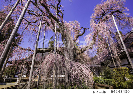 (山梨県)慈雲寺のイトザクラ (山梨県)慈雲寺のイトザクラ 64243430