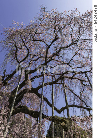 （山梨県）慈雲寺のイトザクラ 64243439